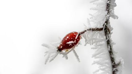 Rose hip fruit with ice crystals
