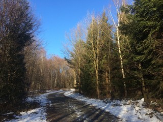 Weg im Wald im Winter