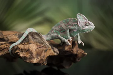 Afwasbaar Fotobehang Kameleon Chameleon, lizard sits at the root