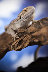 Agama bearded, pet on black background, reptile