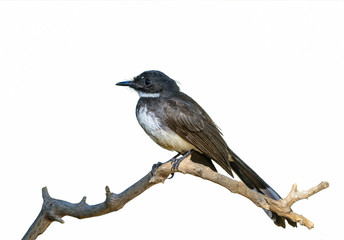 Malaysian pied fantail(Rhipidura javanica), beautiful bird isolated on branch with white background.