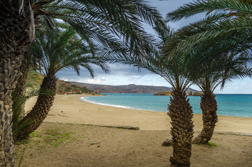  The palm forest of Vai is one of the most popular sights in Crete.It attracts thousands of visitors every year.They come not only for its wonderful palm forest,but also for the amazing sandy beach