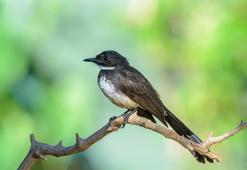 Malaysian pied fantail(Rhipidura javanica), beautiful bird on branch with green background.