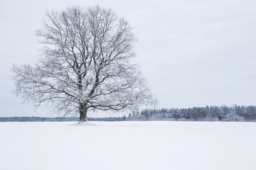 Fototapeta na wymiar Big tree with snow covered branches in a countryside and look very beautiful. Winter day.