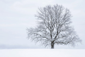 Big tree with snow covered branches in a countryside and look very beautiful.  Winter day.