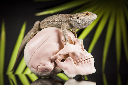 Human skull,Agama bearded, lizard background