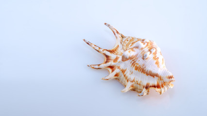 shell isolated on white background closeup