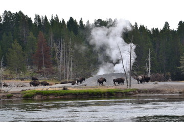  Bison (Bison bison) and geysers. Yellowstone NP. Wyoming. USA 