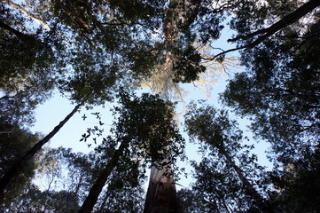 Looking up in the forest
