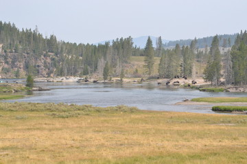  Bison (Bison bison) and geysers. Yellowstone NP. Wyoming. USA 