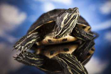 Fototapeta premium Water turtle