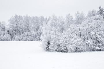 Tree branches are snow covered and look very beautiful. Nice winter day after blizzard.