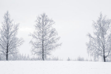 Obraz premium Tree branches are snow covered and look very beautiful. Nice winter day after blizzard.