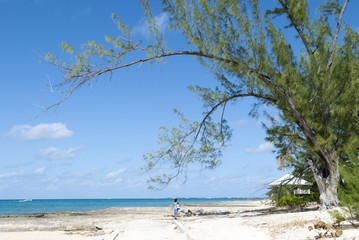 The Beach Tree