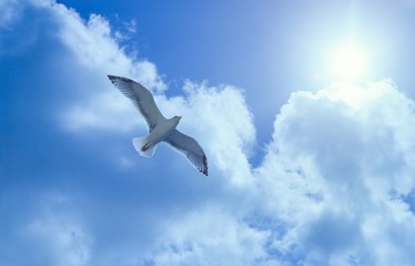 Mittelmeermöwe (Larus michahellis) fliegt im Gegenlicht am Himmel über Bonifacio / Bunifaziu, Corse-du-Sud, Korsika, Frankreich, Europa