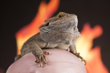 Fire lizard, agama on black mirror background