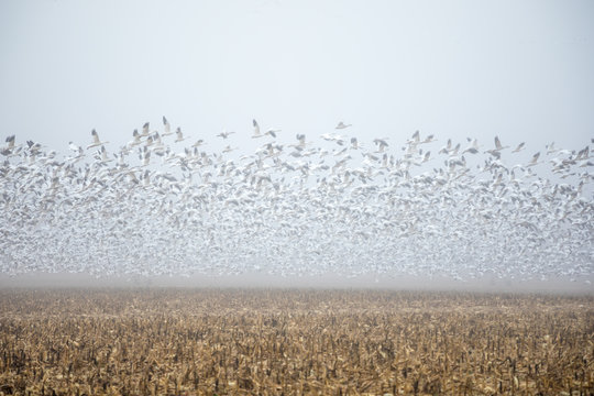 taking flight