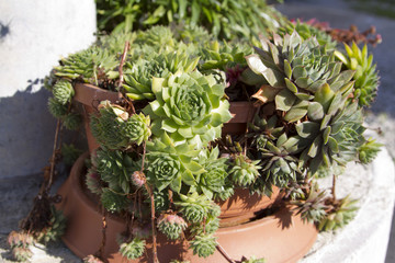 Houseleek in flowerpot