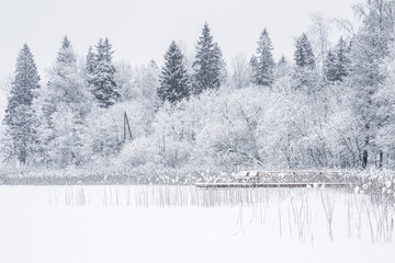 Tree branches are snow covered and look very beautiful. Nice winter day after blizzard.