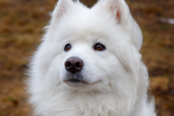 White Samoyed Dog