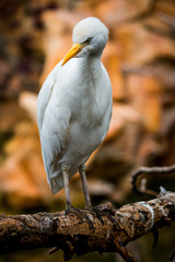 Le Héron Garde-boeuf