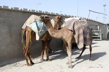 Papier Peint photo autocollant Chameau Camels in Afghanistan