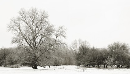 Schneelandschaft in einem Park in Magdeburg im Winter