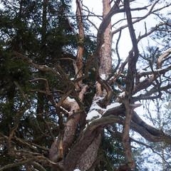 snowy pine