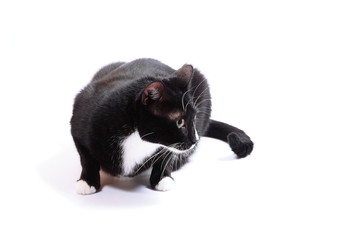 black cat isolated on white 