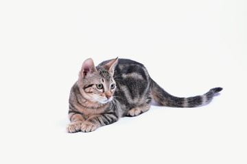Bengal kitten on white background