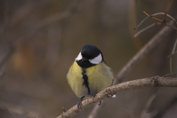 Tit on the branch.