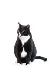 black cat isolated on white 