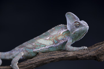 Animal, Chameleon lizard
