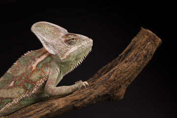 Animal, Chameleon lizard