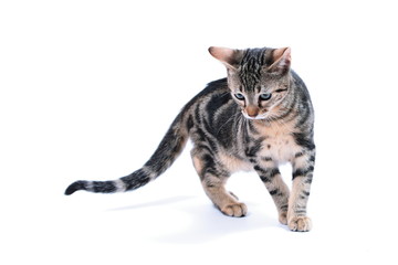 Bengal kitten on white background