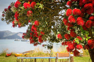 Ocean landscape with blooming pohutukawa tree with red flowers, the tree endemic to New Zealand and...