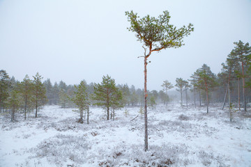 Snow-covered winter landscape with pine trees