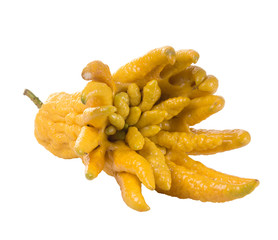 Fragrant and decorative fruit Buddha's hand (Citrus medica). Iso
