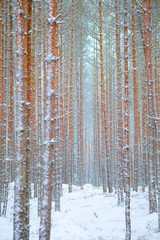 Fototapeta premium Snow-covered winter landscape with pine trees trunks