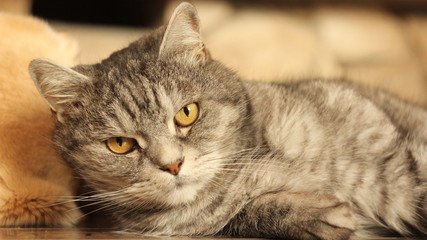Cat lying on the floor at home-2