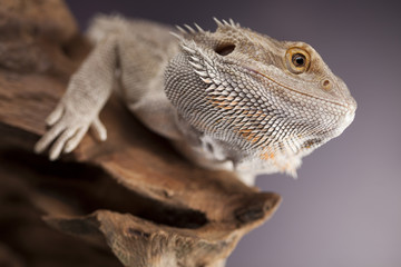 Lizard root, Bearded Dragon on green background