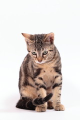 Bengal kitten on white background