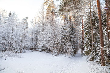 Frosted pine trees along rural road in forest