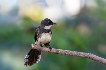 Malaysian pied fantail(Rhipidura javanica), beautiful bird on branch with colorful background.