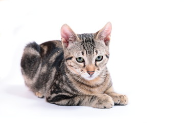 Bengal kitten on white background