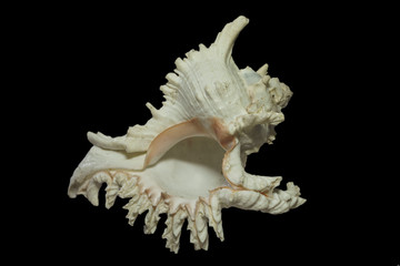 Beautiful seashell murex ramosus or branched murex isolated on black background