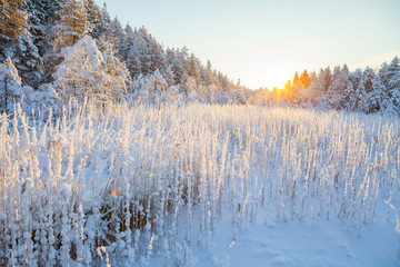 The frozen reed on the edge of the forest and river in the rays of the sun, snow fairy-tale