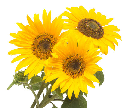 Three sunflowers isolated on white background. Flower bouquet. T