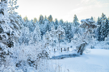 Frosted pine trees along frozen river, sunrise time