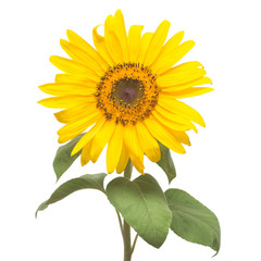 Flower of sunflower isolated on white background. Seeds and oil.